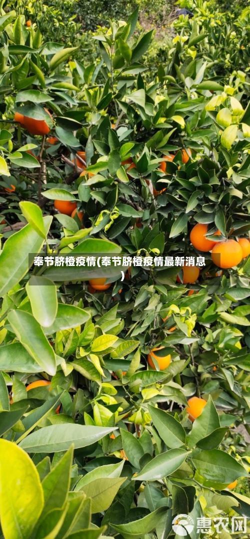 奉节脐橙疫情(奉节脐橙疫情最新消息)-第3张图片