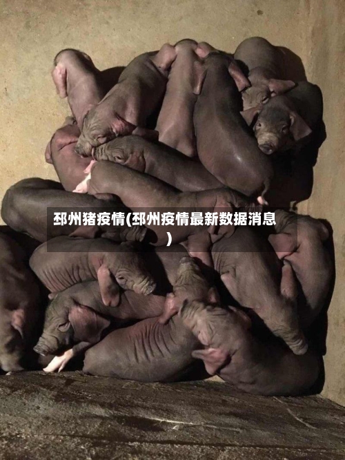 邳州猪疫情(邳州疫情最新数据消息)-第2张图片