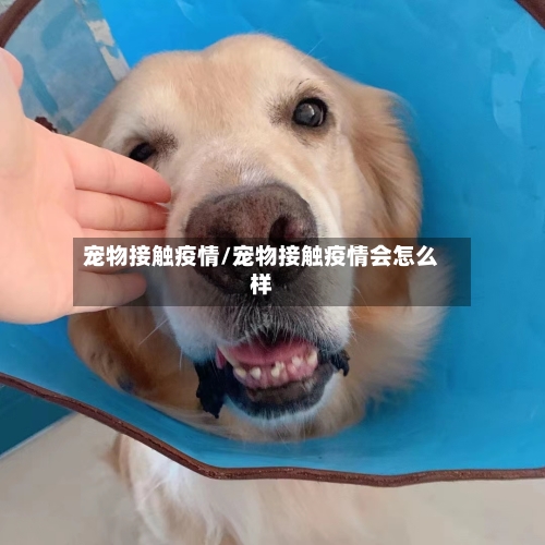 宠物接触疫情/宠物接触疫情会怎么样-第3张图片