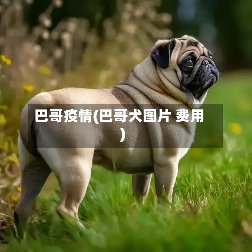 巴哥疫情(巴哥犬图片 费用)-第1张图片